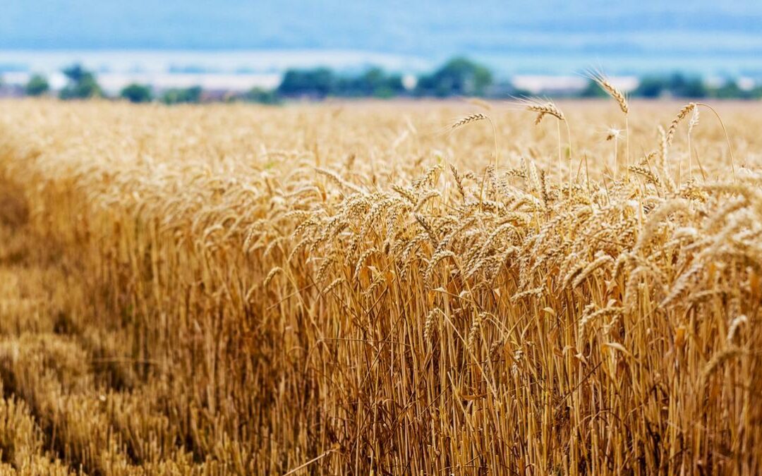 Siembra de maíz y arroz creció 48%, según Maduro