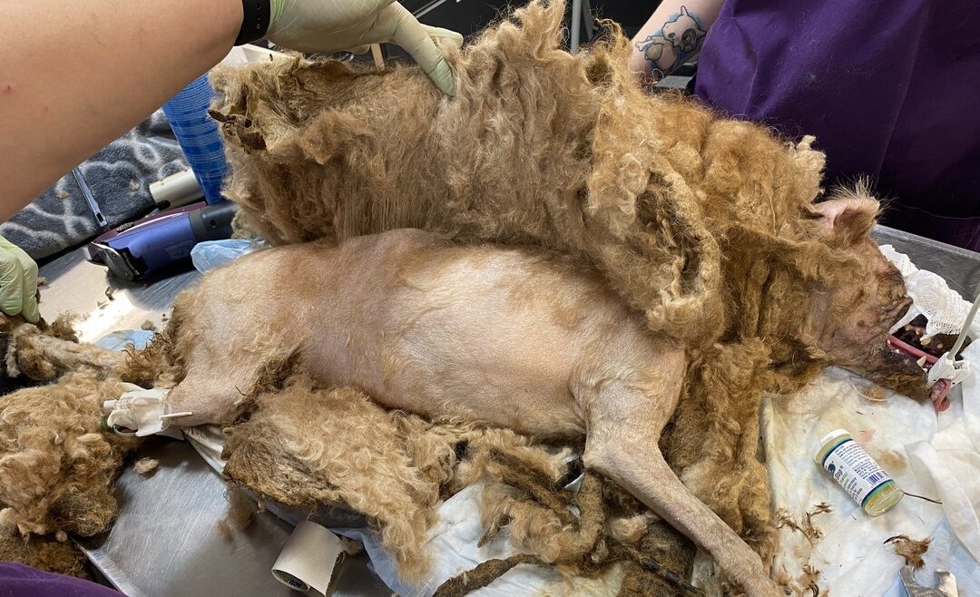 ¡CRUELDAD! Rescatan a un perro cubierto por más de 3 kilos de pelo que le impedían ver y caminar (FOTOS)