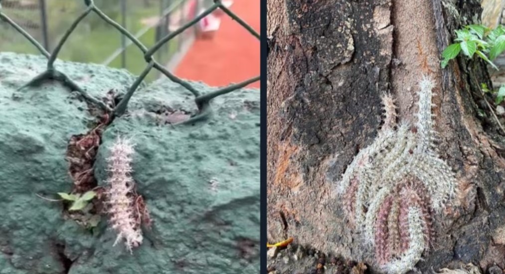 Alarma por oruga venenosa en Caracas