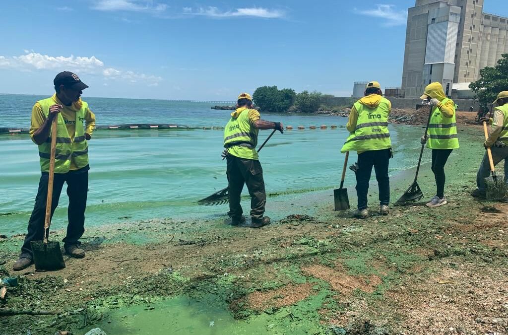 Con Plan de Limpieza, Alcaldía de Maracaibo recolectó  verdín en la parroquia Cristo de Aranza (FOTOS)