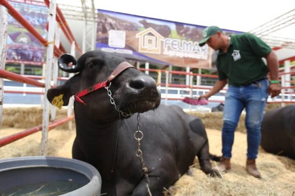 Gobierno espera certificación de «país libre de aftosa» para exportar ganado