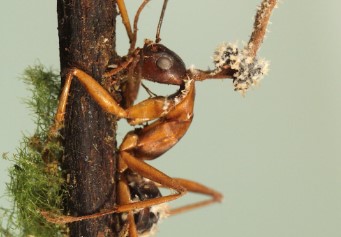 ¡IMPERDIBLES! Las fotos más asombrosas de la revista BMC Ecología y Evolución galardonadas en 2023 (FOTOS)