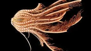 ¡ALUCINANTE! Descubrieron una nueva criatura marina con 20 brazos en la Antártida (FOTOS)