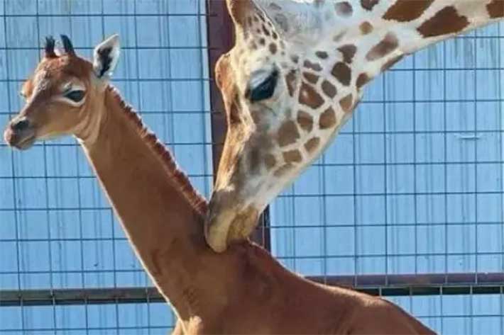 ¡PODRÍA SER LA ÚNICA! La jirafa nació sin manchas en Tennessee (FOTOS)