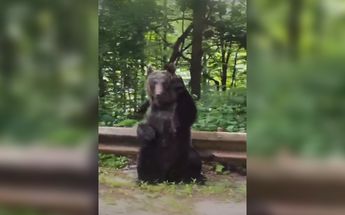 ¡AGRADECIDO! Un oso saluda a los pasajeros de un auto tras cruzar una carretera (VIDEO)