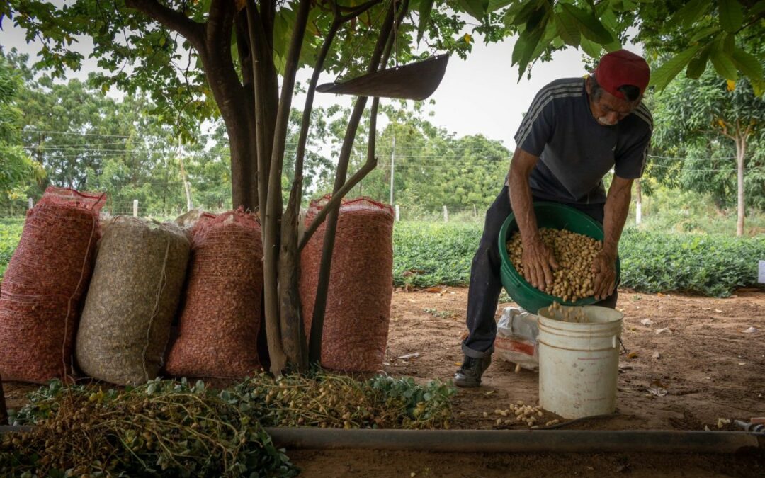 En Venezuela solo cinco empresas tienen permiso para exportar rubros agrícolas pese a crecimiento de la producción