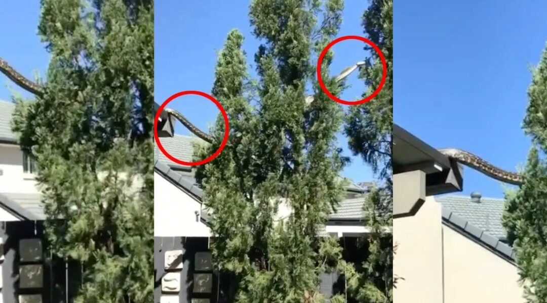 ¡DE PELÍCULA! Una pitón gigante baja del techo de una casa (VIDEO)
