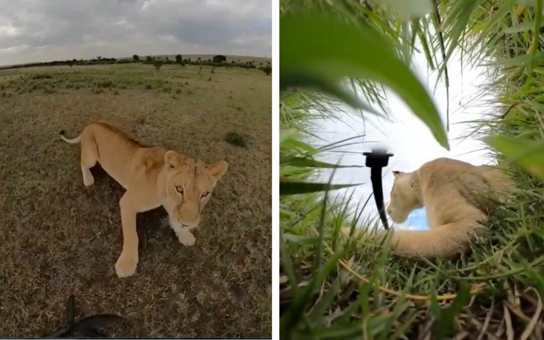 ¡INCREÍBLE! Leona robó una cámara GoPro y tomó estas imágenes (VIDEO)