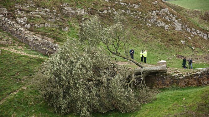 Talaron en Inglaterra el emblemático “árbol de Robin Hood” de más de 300 años