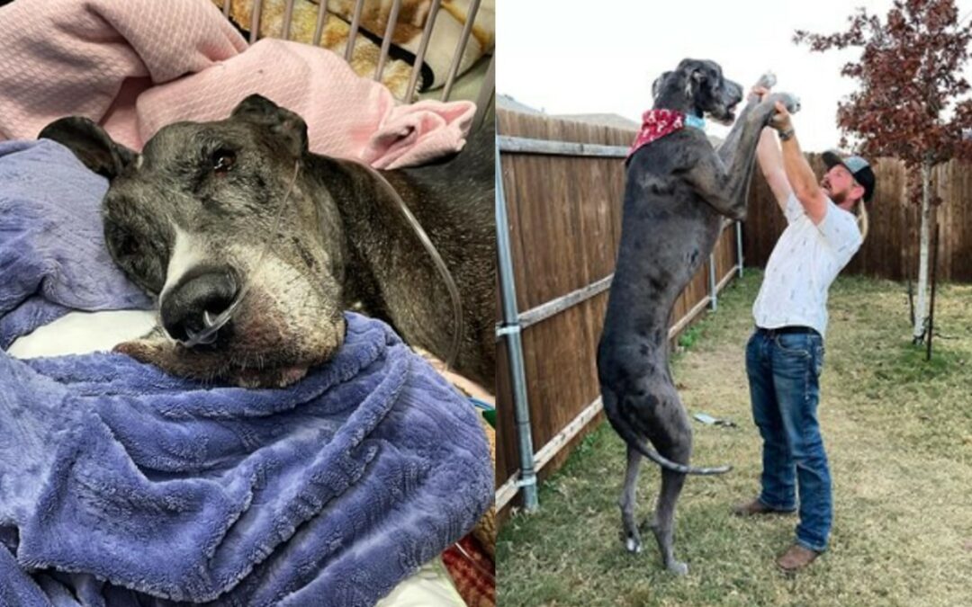 Muere Zeus, el perro que tenía el Récord Guinness del más grande del mundo