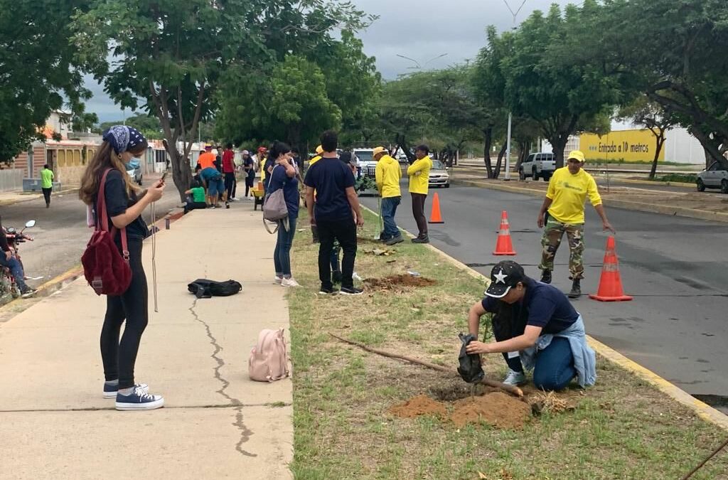 Maracaibo Verde: 114 nuevos árboles sembrados entre la Alcaldía, estudiantes de URBE y organizaciones ambientales