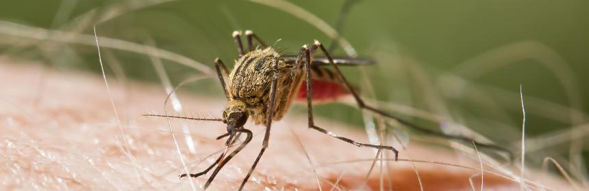 Venezuela lideró la lista de los países latinos con más casos de malaria en 2022