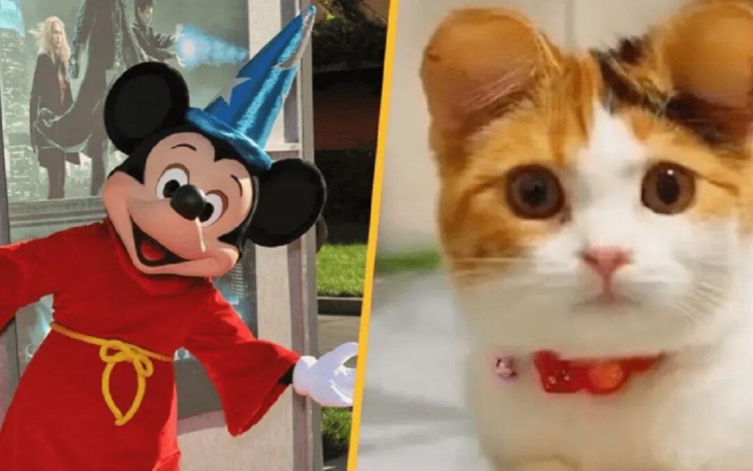 ¡MALA MODA! Polémica en China por la moda de cercenar orejas de mascotas al estilo de Mickey Mouse
