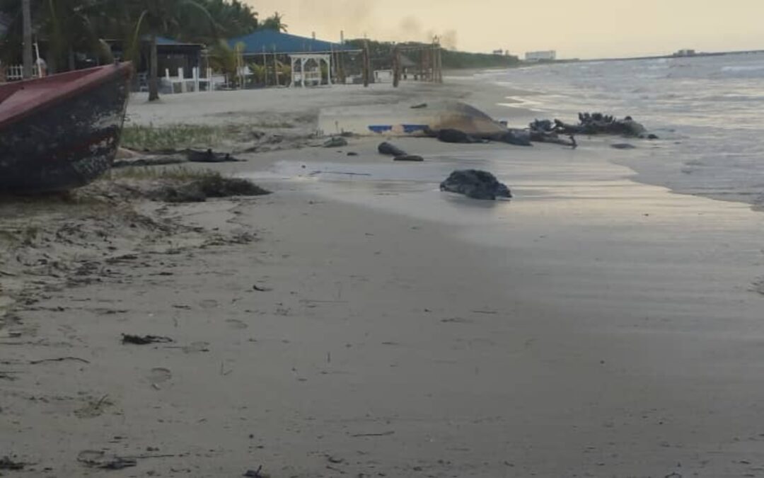 Pdvsa afirma que saneó más del 80% de las costas afectadas por derrame en El Palito