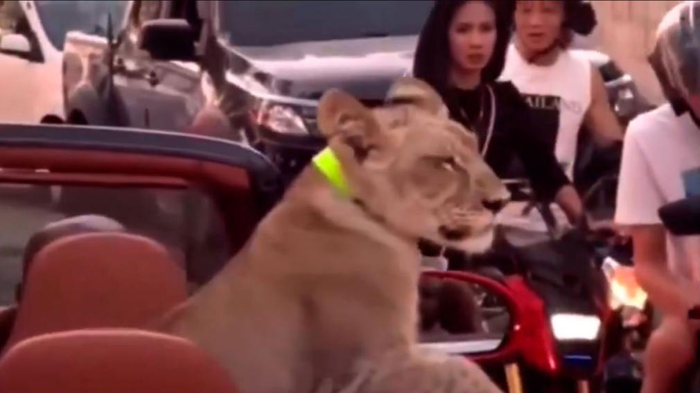¡INUSUAL! Una mujer pasea a su cachorro león por las calles de Tailandia (VIDEO)