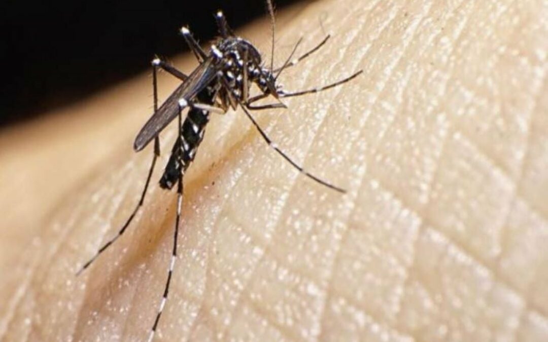 Especialistas piden control epidemiológico en Venezuela ante aumento de casos del dengue en Latinoamérica