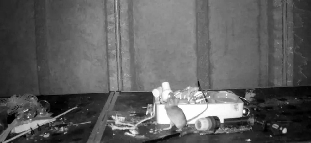 ¡INUSUAL! Ratoncito organizó el garaje de un hombre (VIDEO)