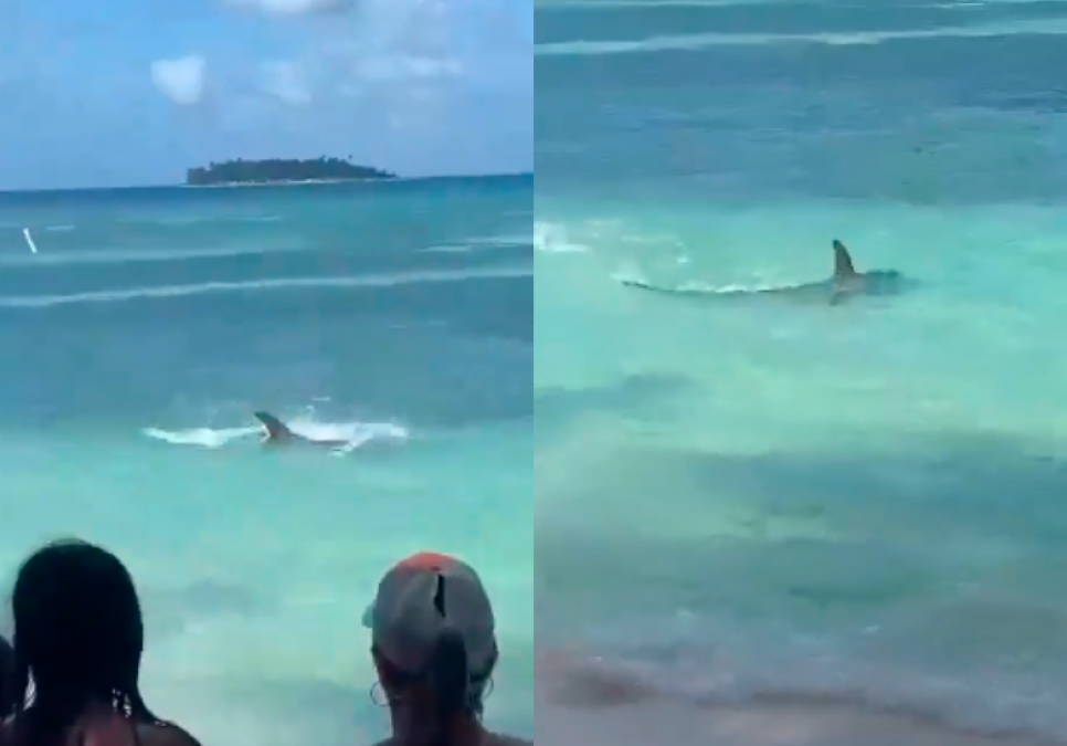 ¡DE PELÍCULA! Pánico en playas de la isla de San Andrés tras aparecer un Tiburón martillo (VIDEO)