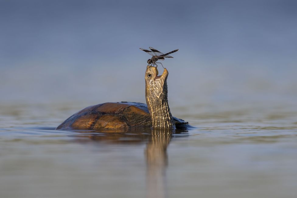 ¡FASCINANTE! Estas son las imágenes más destacables de la naturaleza, según Wildlife Photographer of the Year (FOTOS)