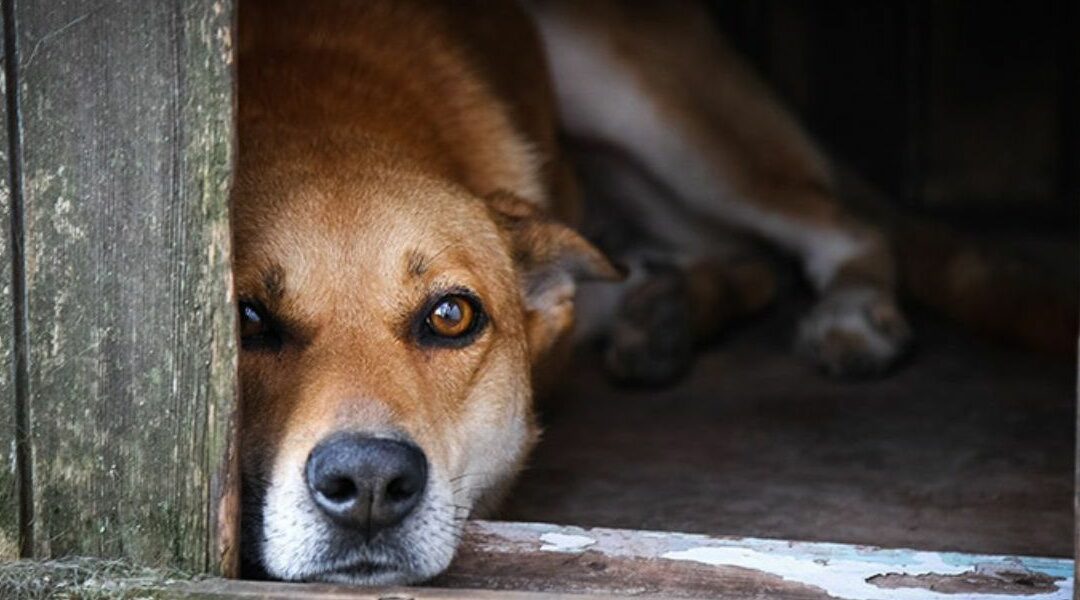 ¡HORROROSO! Aumentan abusos sexuales contra perros en Colombia, la Fiscalía tiene 61 casos documentados