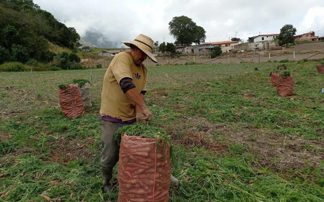 Fedeagro: Altas temperaturas está afectando la siembra de distintos rubros en el país