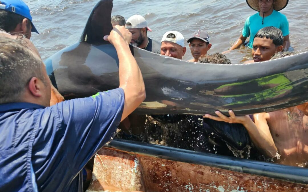 Rescatados más de 200 delfines que vararon en el Parque Nacional Morrocoy