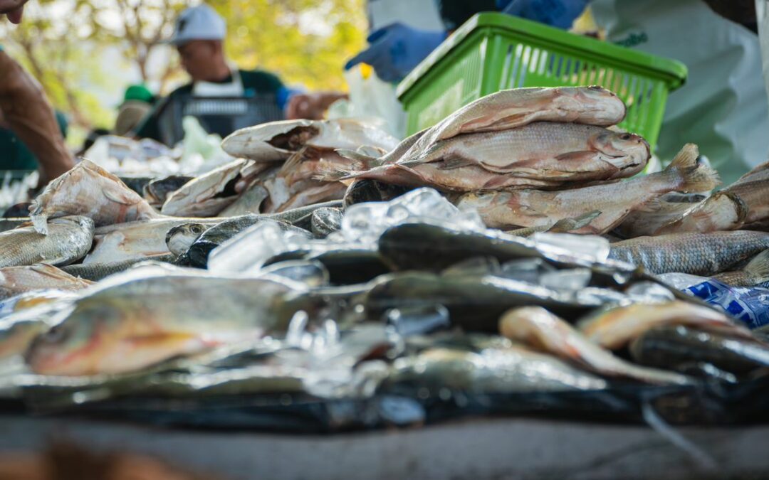 Feria del Pescado ofrece 10 especies del mar en diferentes puntos de Maracaibo