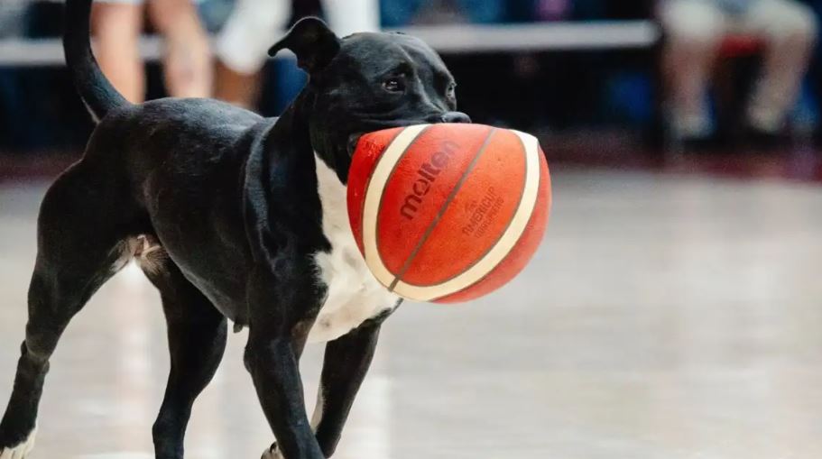 ¡NUEVO JUGADOR! Un perro se roba el show durante el juego entre Argentina y Chile (VIDEO)