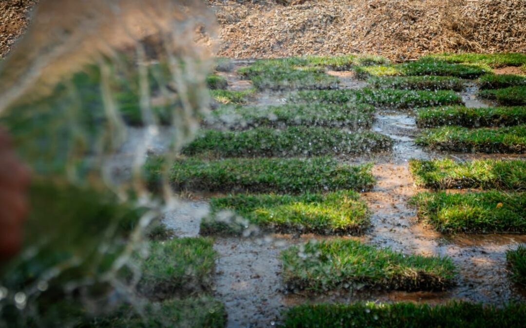 Maracaibo Verde: Alcaldía siembra mil metros de grama natural en Plaza de la República