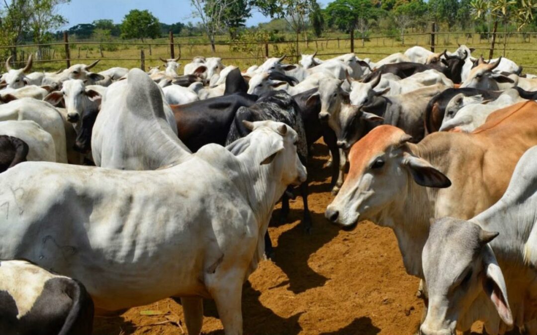 Fedenaga pide acelerar la Ley de Protección Agropecuaria