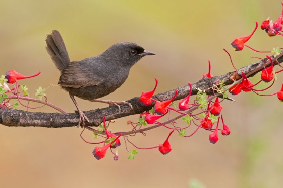 Se descubre una nueva especie de ave en Venezuela