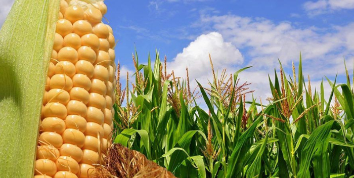 Producción de maíz en Venezuela crecerá un 2,2 % este año 2024: Sviaa