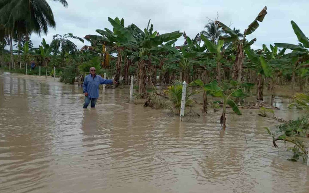 Fuertes lluvias arrasan el 70 % de la producción de plátano en el Sur del Lago: Es preferible regalarlo antes que se pudra, según productores