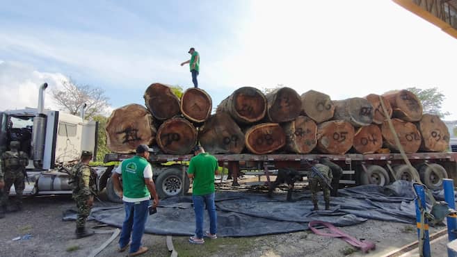 MinAmbiente incauta 294.000 m³ de madera ilegal en operativo nacional