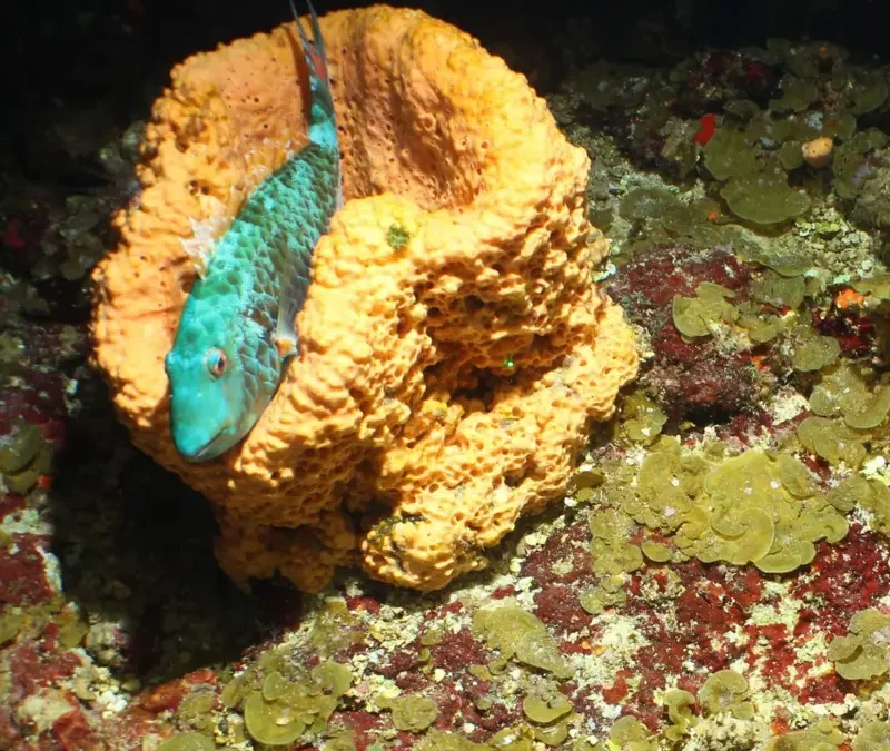 Descubren especies marinas únicas y arrecifes intactos en el Caribe profundo