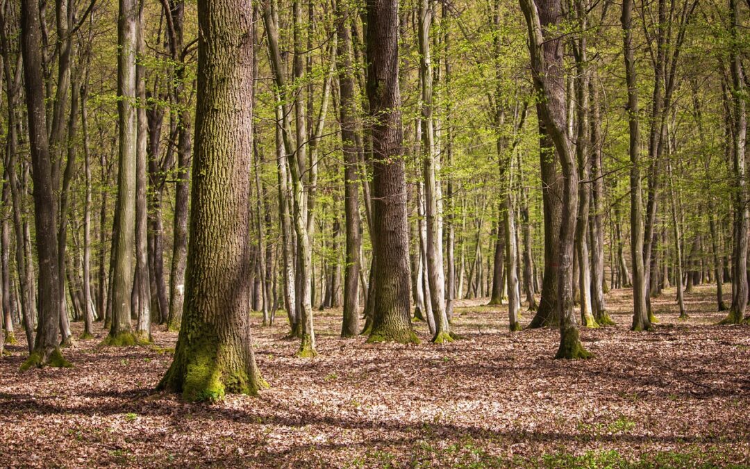 Bosques húmedos resisten mejor la sequía que los árboles de zonas áridas