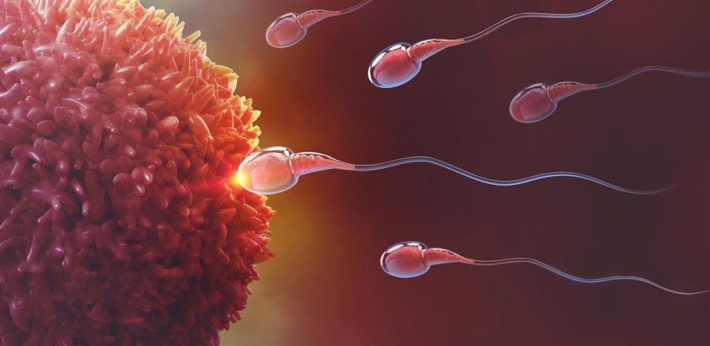 Descubren rol clave de células inmunitarias cerebrales en la fertilidad humana