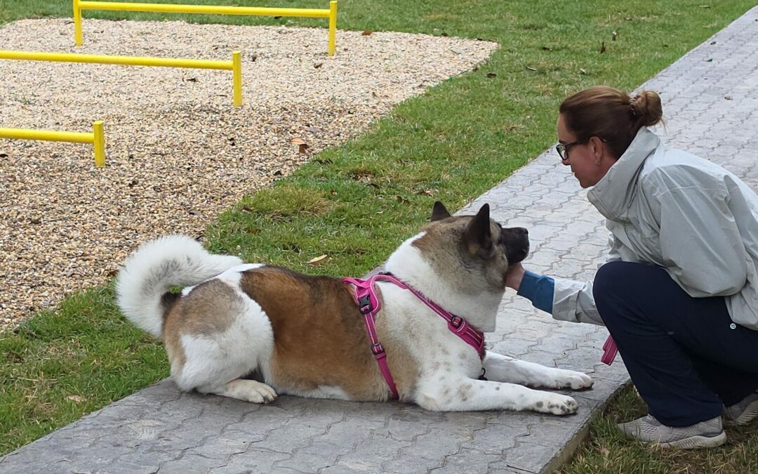 Parques para perros en Caracas: espacios disponibles, cultura limitada