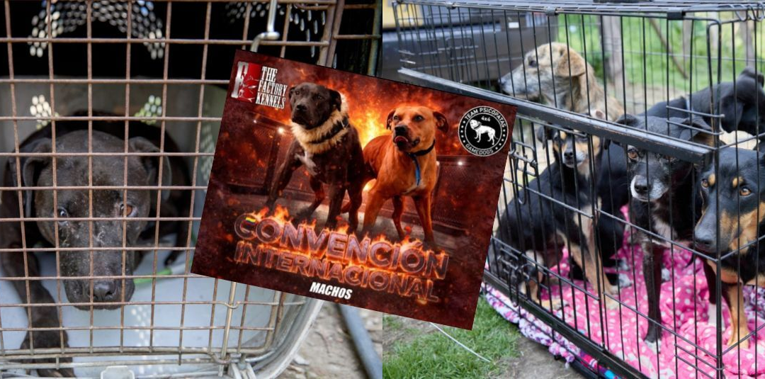 Desmantelan convención clandestina de peleas de perros en Colombia con detenidos venezolanos