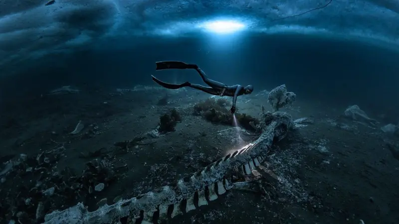 Cementerios de ballenas bajo el hielo en Groenlandia revelan ecosistemas perdidos